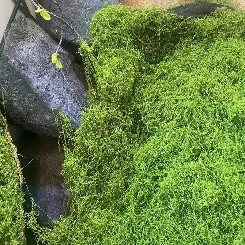 Lifelike Evergreen musgo artificial: Ideal para DIY Crafts, decoración del hogar, bodas &