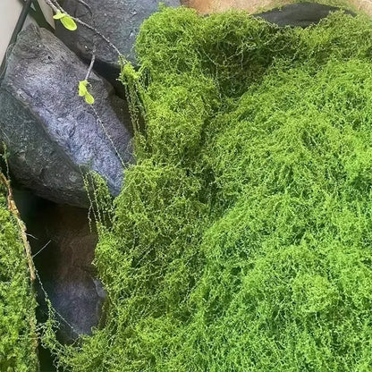 Lifelike Evergreen musgo artificial: Ideal para DIY Crafts, decoración del hogar, bodas &
